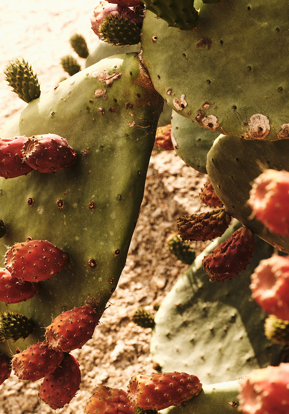 The Wild Hotel by Interni - Mykonos